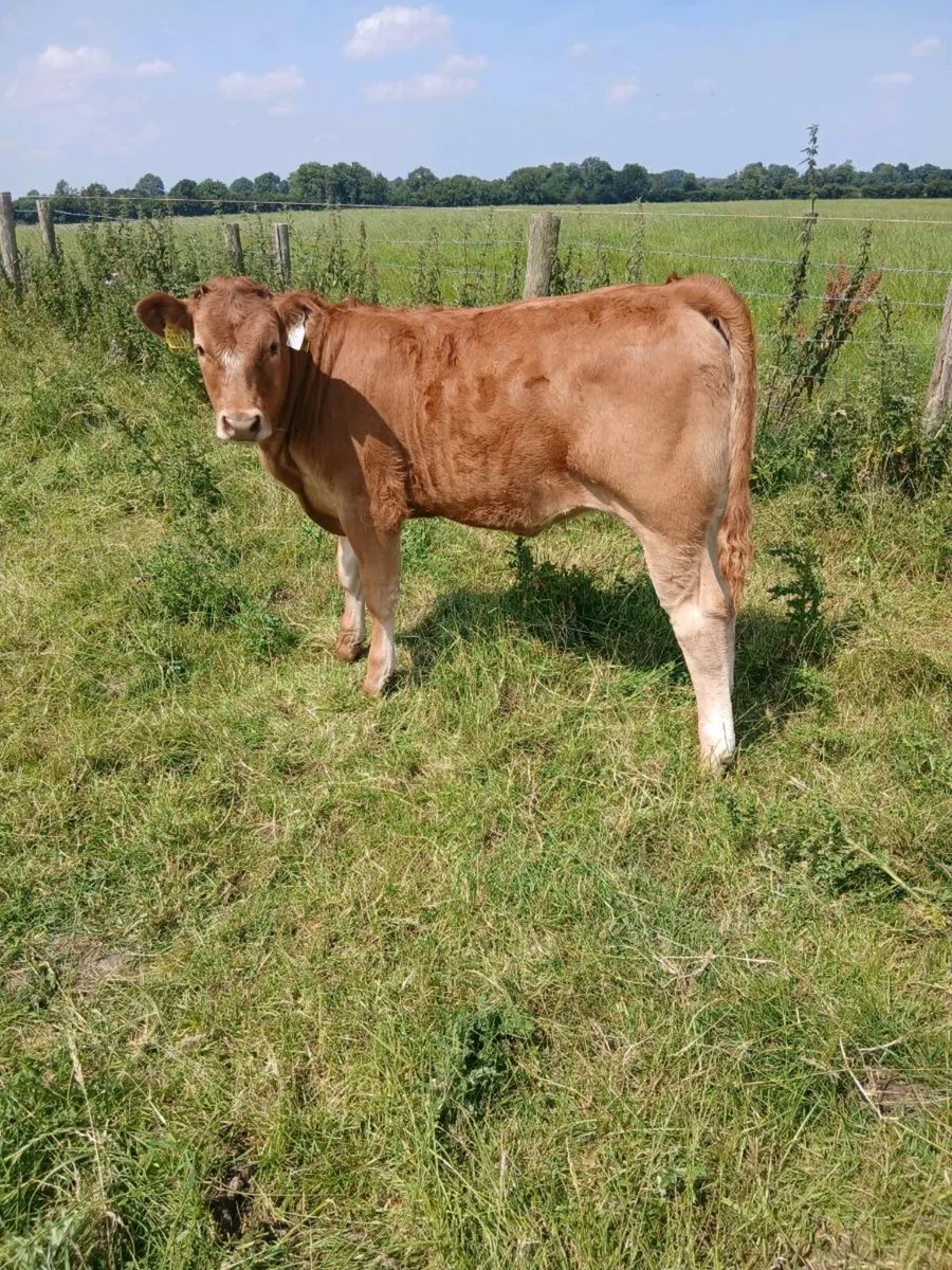 AI bred Limousin cow and heifer calf - Image 2