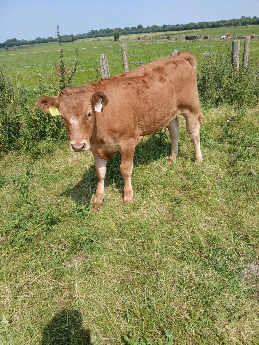 AI bred Limousin cow and heifer calf - Image 3