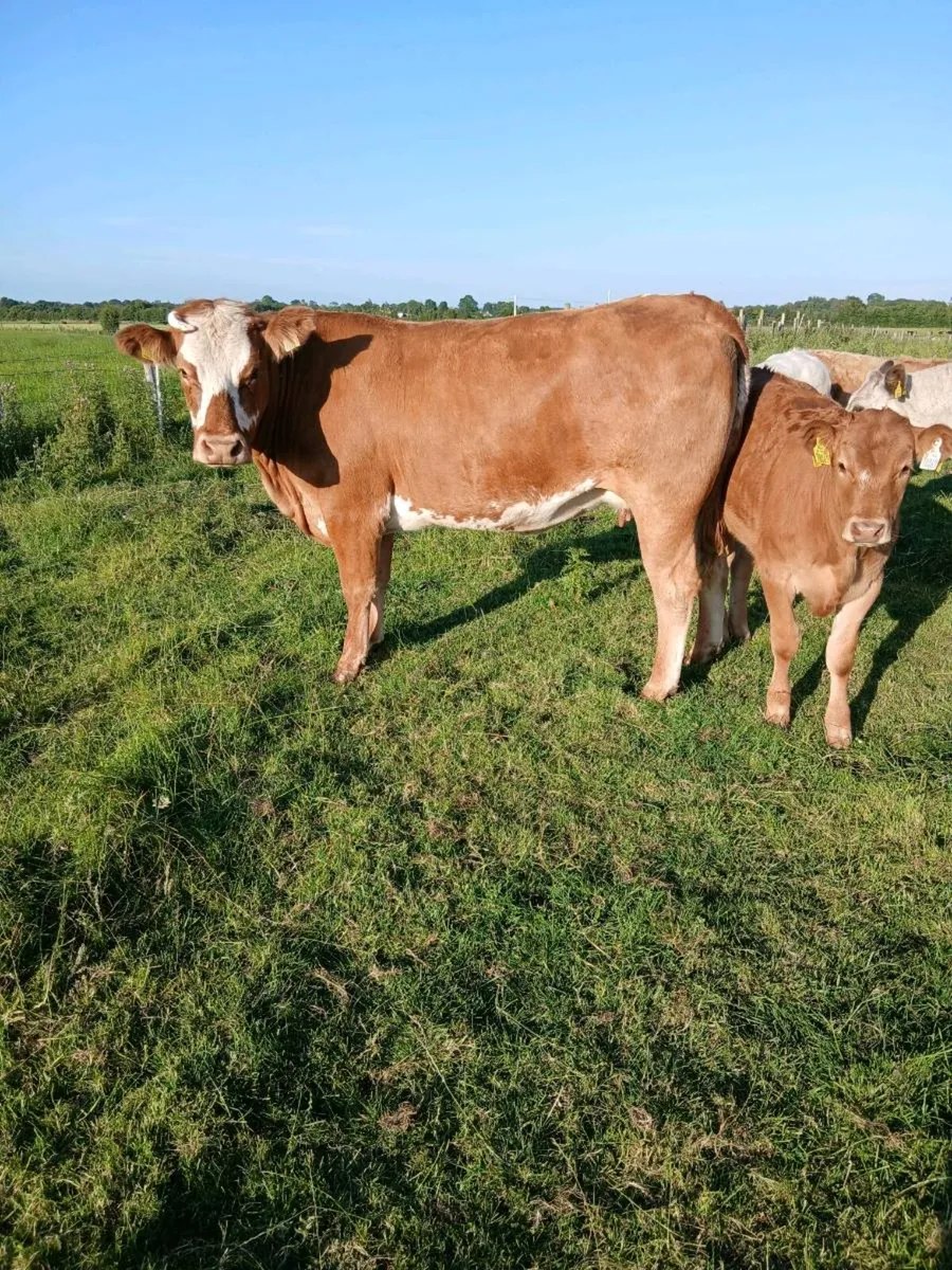 AI bred Limousin cow and heifer calf - Image 1