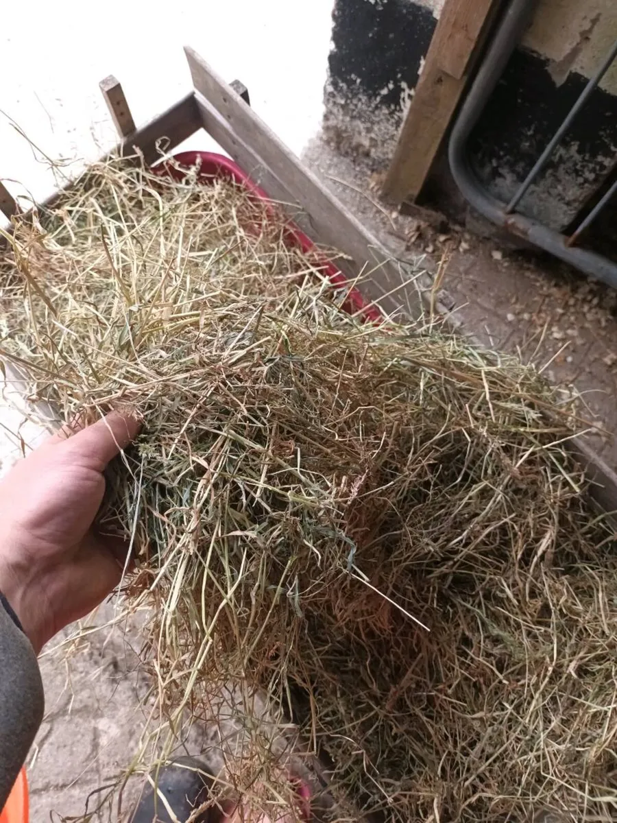 Big square bales of hay, haylage & silage - Image 4