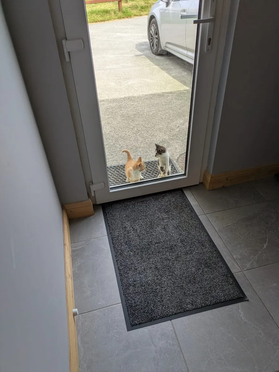Kittens - Image 1