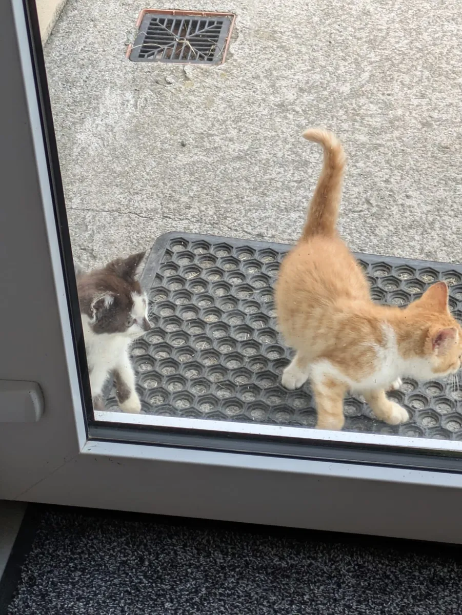 Kittens - Image 2
