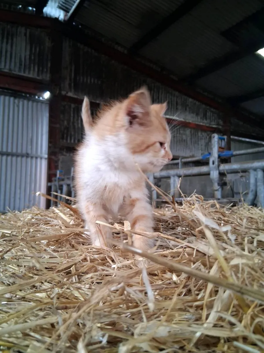 Kittens - Image 3