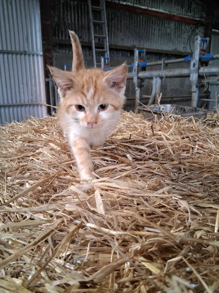 Kittens - Image 4