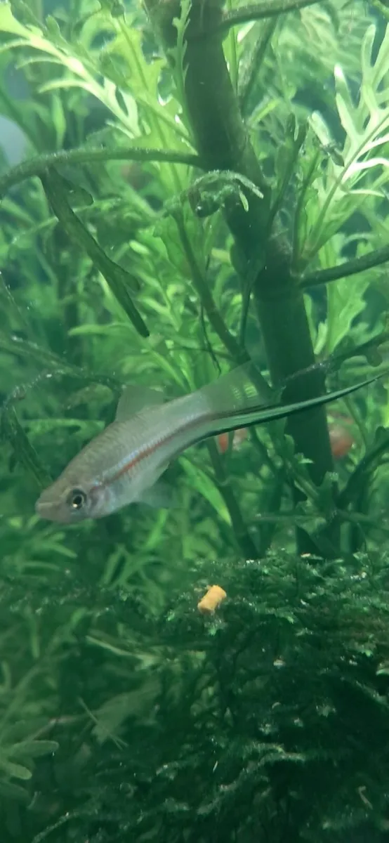 Fish - Image 1