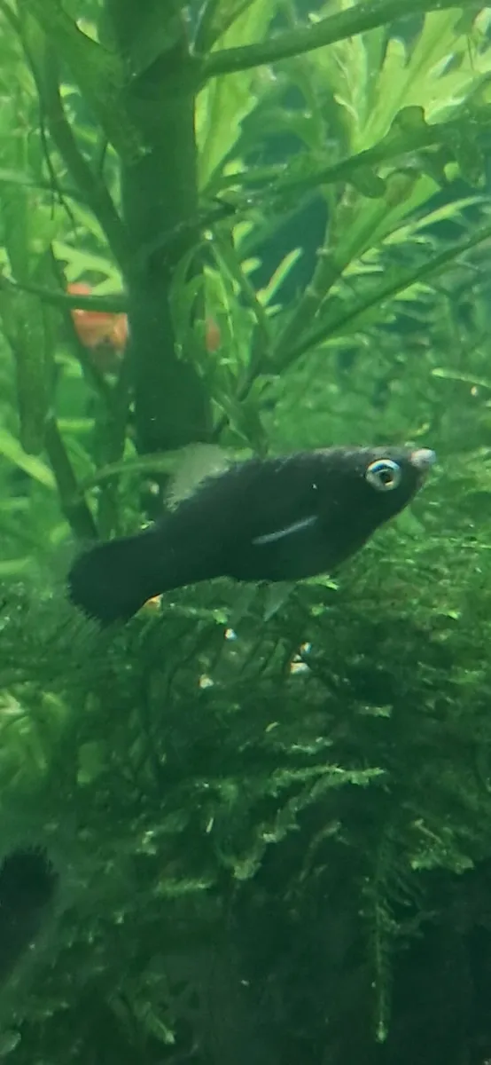 Fish - Image 3