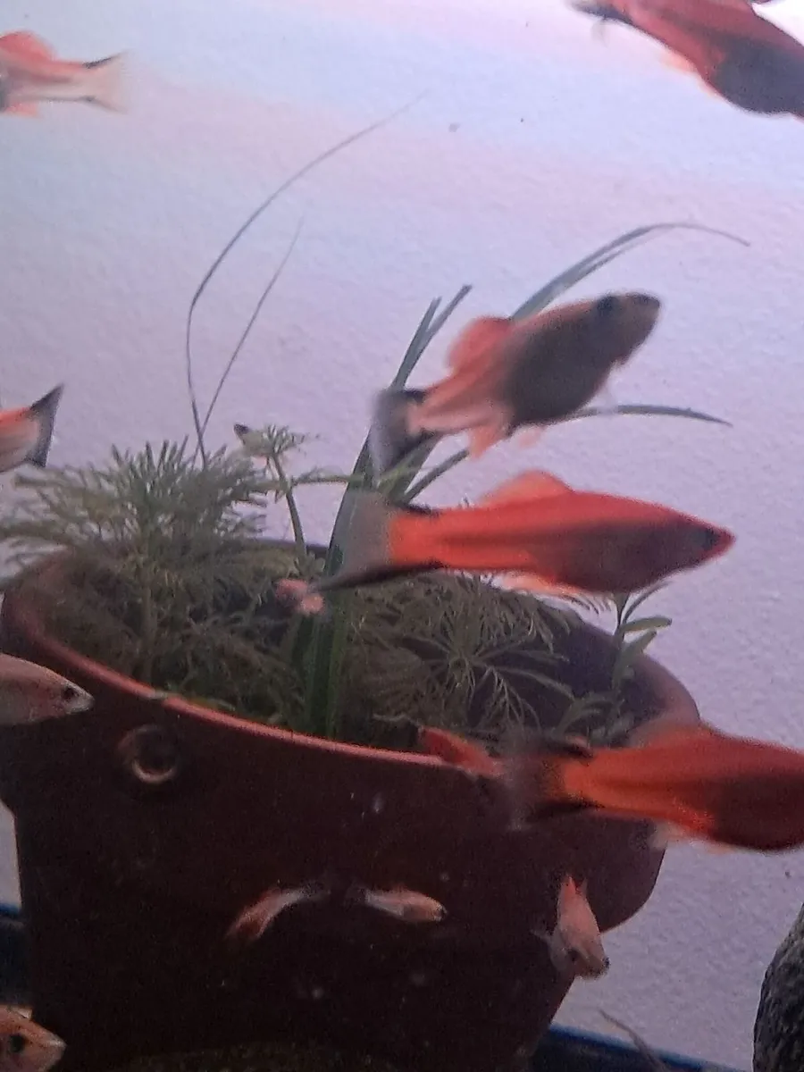 Fish - Image 4