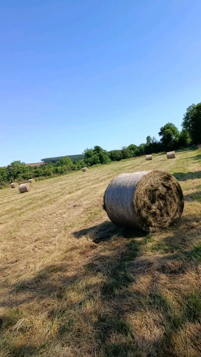 Hay - Image 1