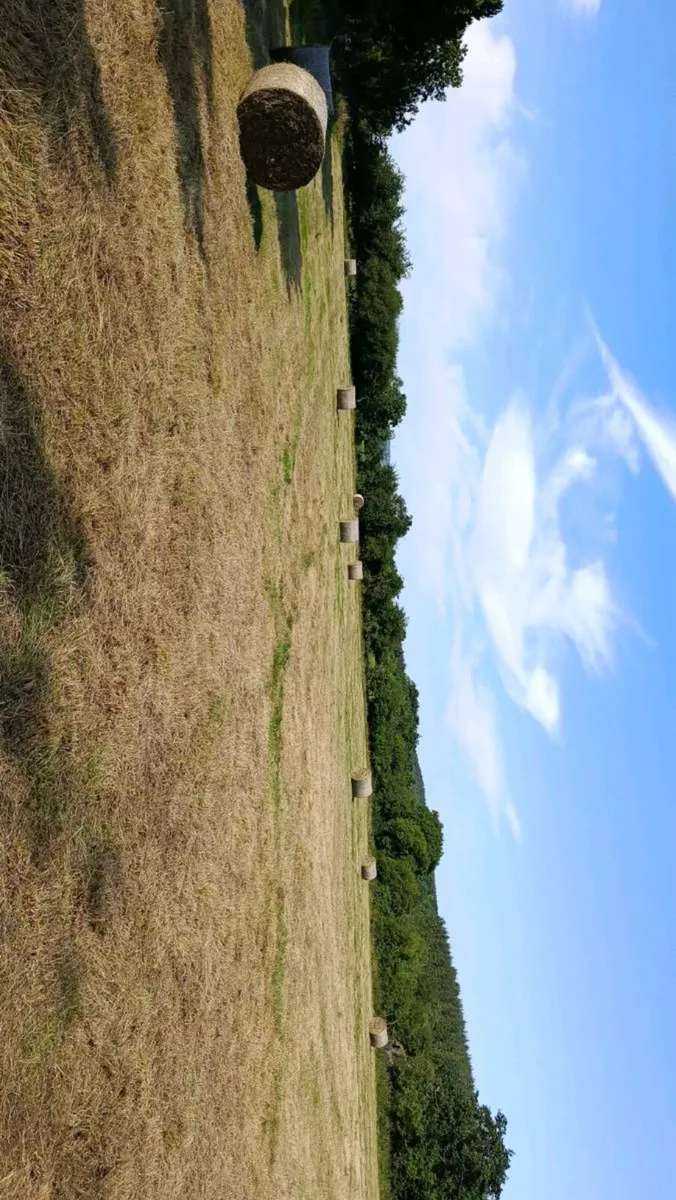 Hay - Image 2