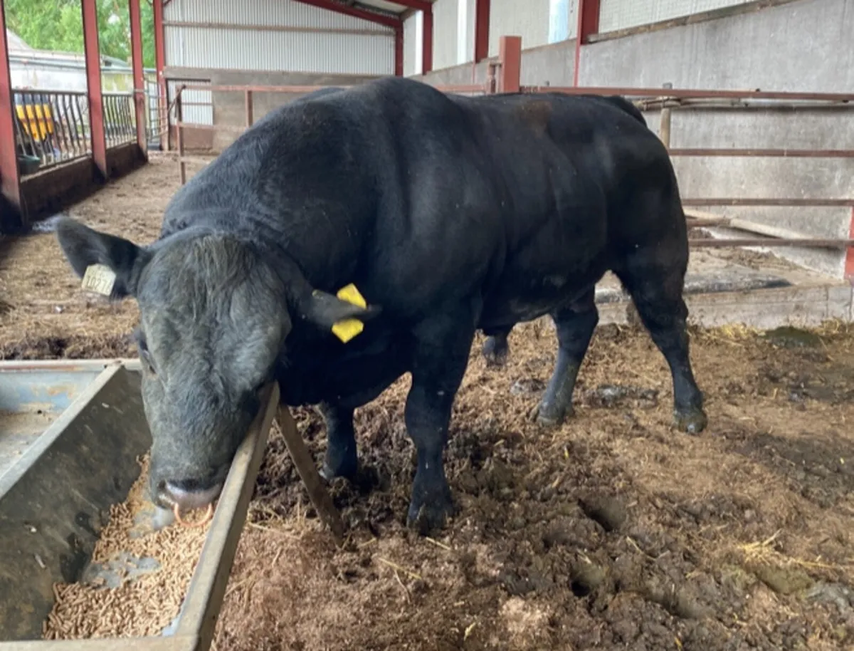 Pedigree Mature Angus Bull - Image 2