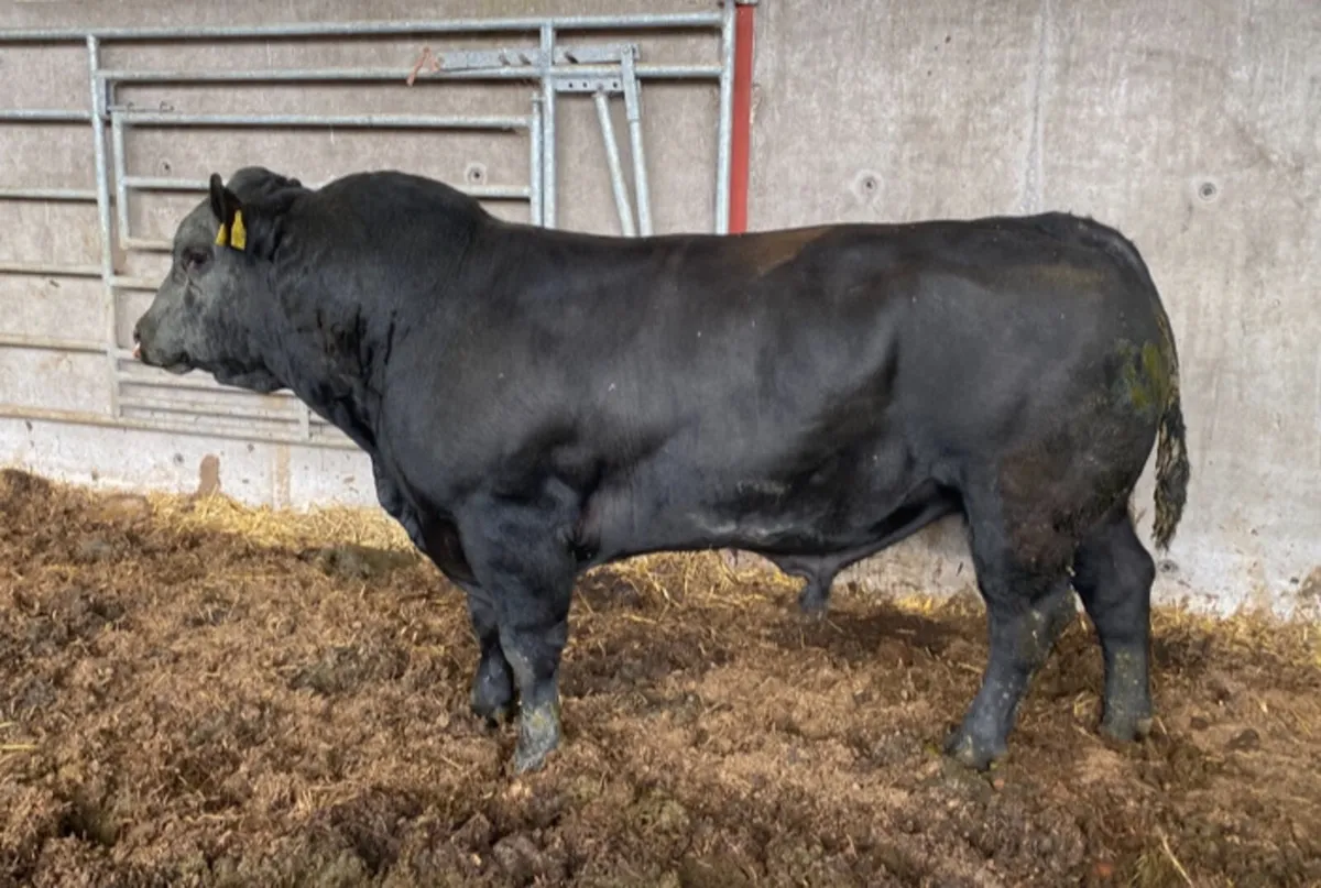 Pedigree Mature Angus Bull - Image 1