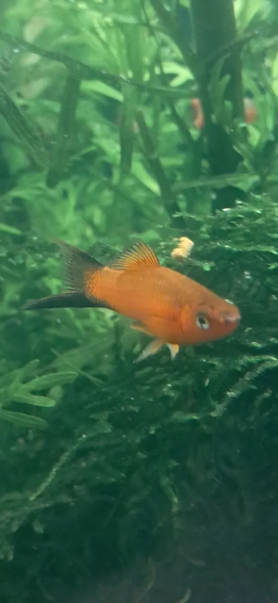 Fish - Image 2
