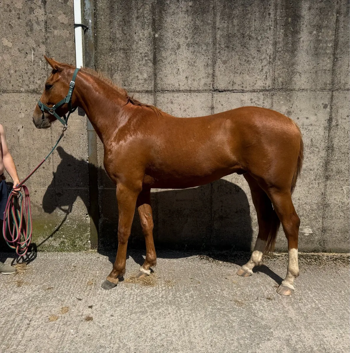 3 year old gelding by Echonix - Image 1