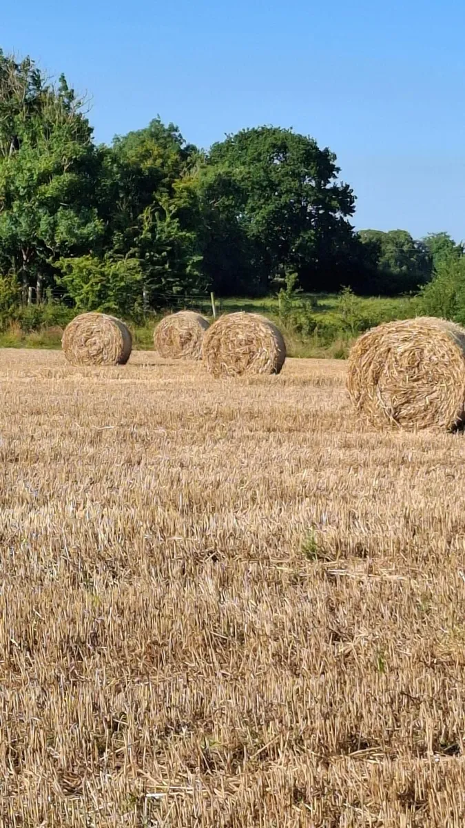 Barley straw