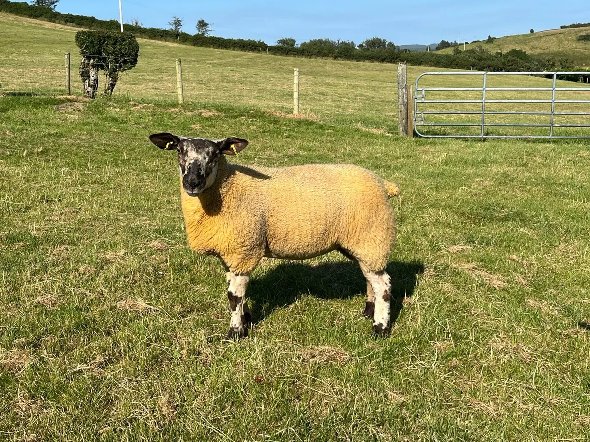 Borris ewe lamb - Image 1