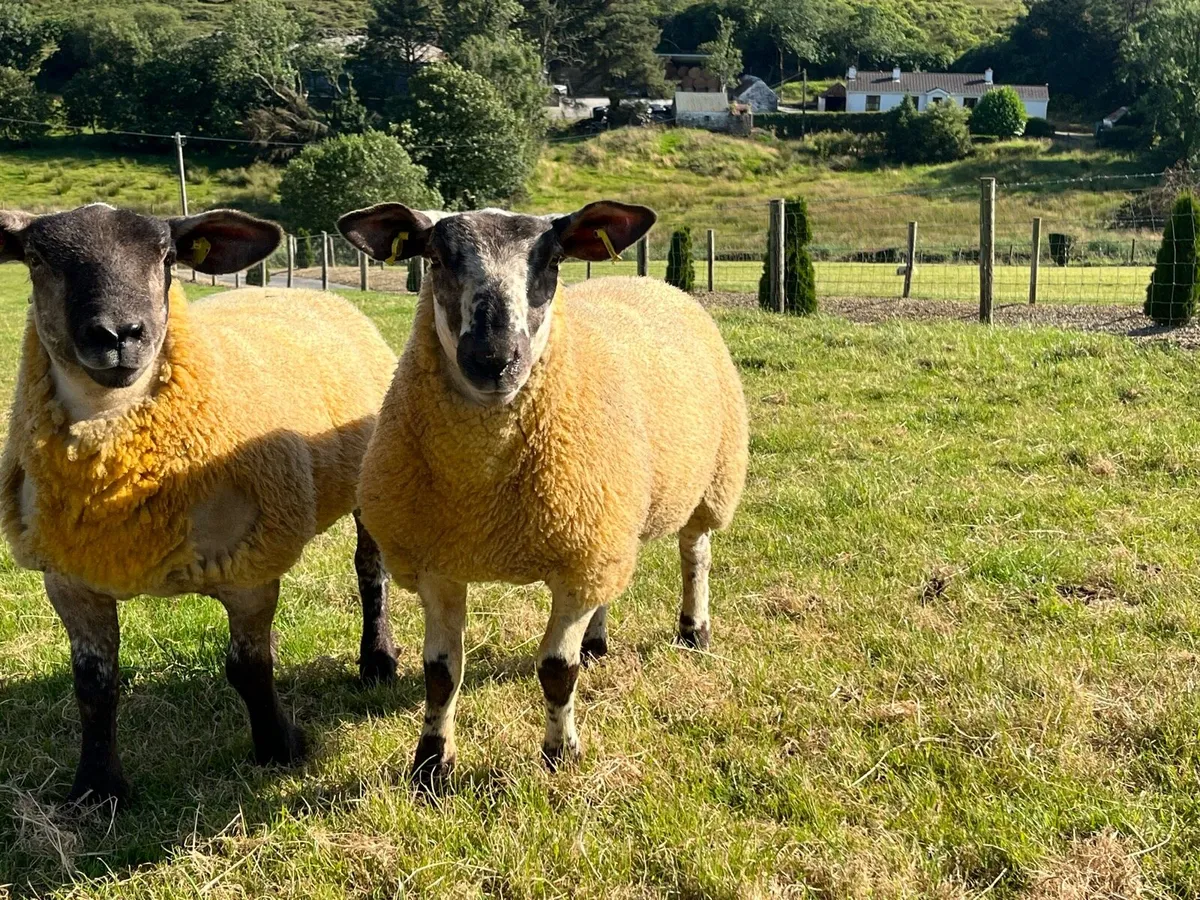 Borris ewe lamb - Image 3