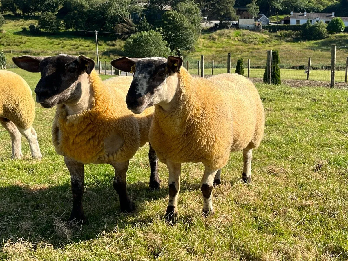 Borris ewe lamb - Image 4