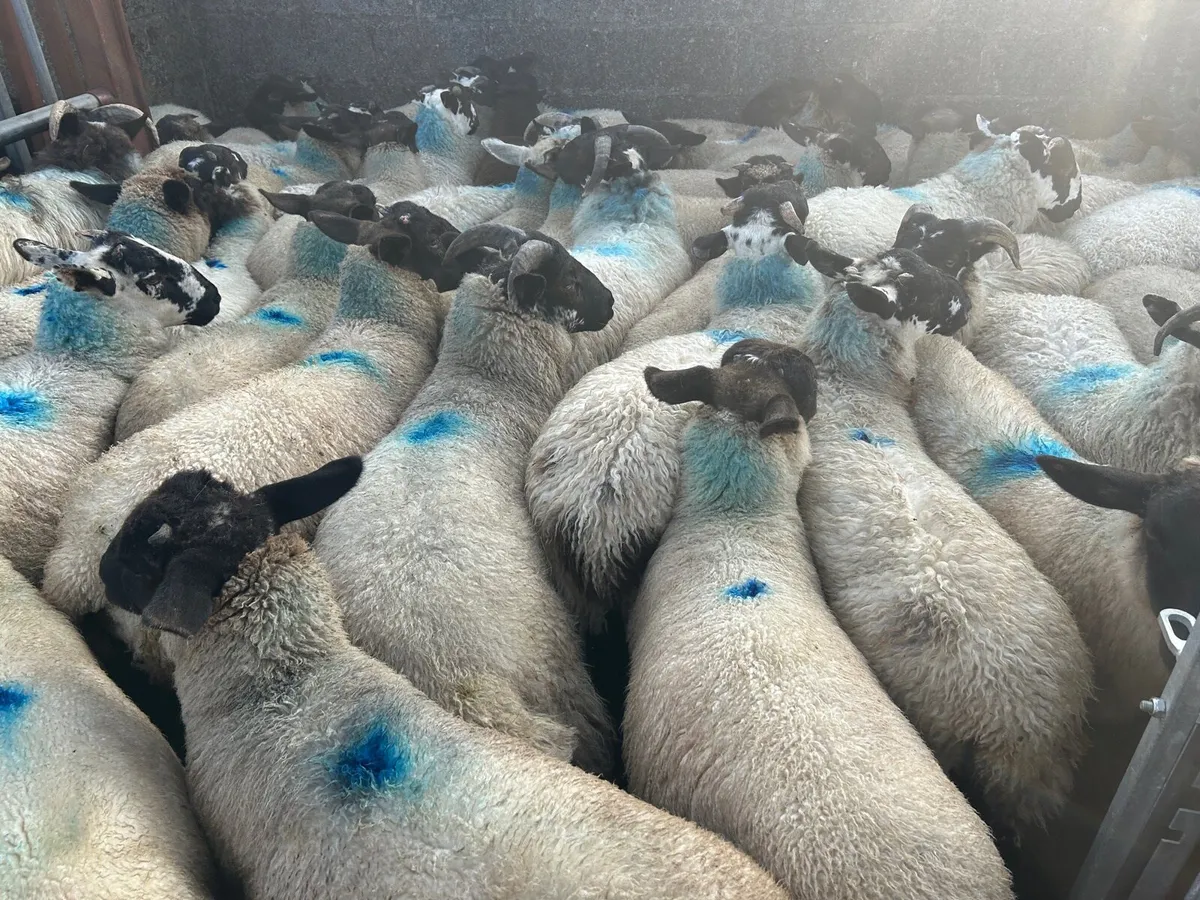 Ram lambs - Image 2