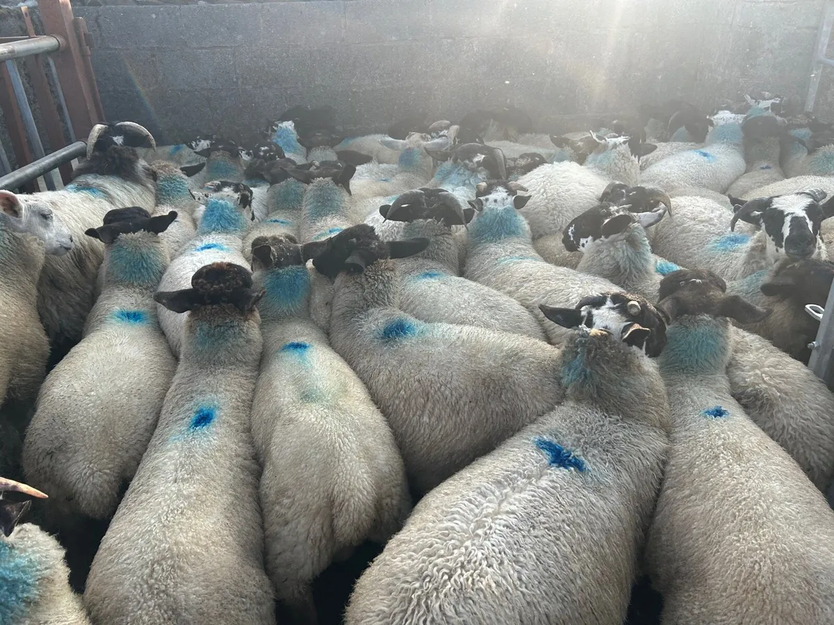 Ram lambs - Image 3