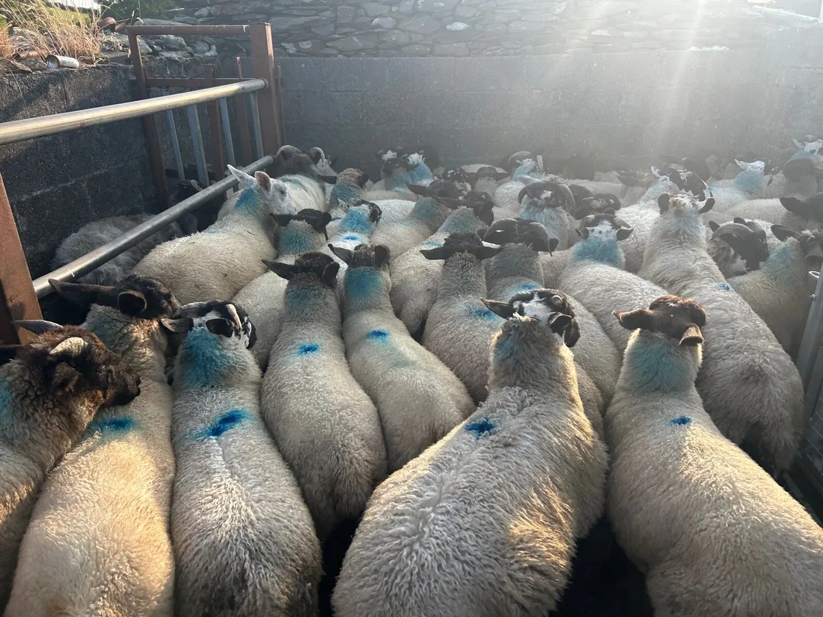 Ram lambs - Image 4