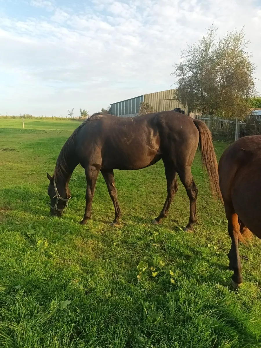 2 TB Mares - Good Bloodlines ** Black Mare Gone** - Image 2