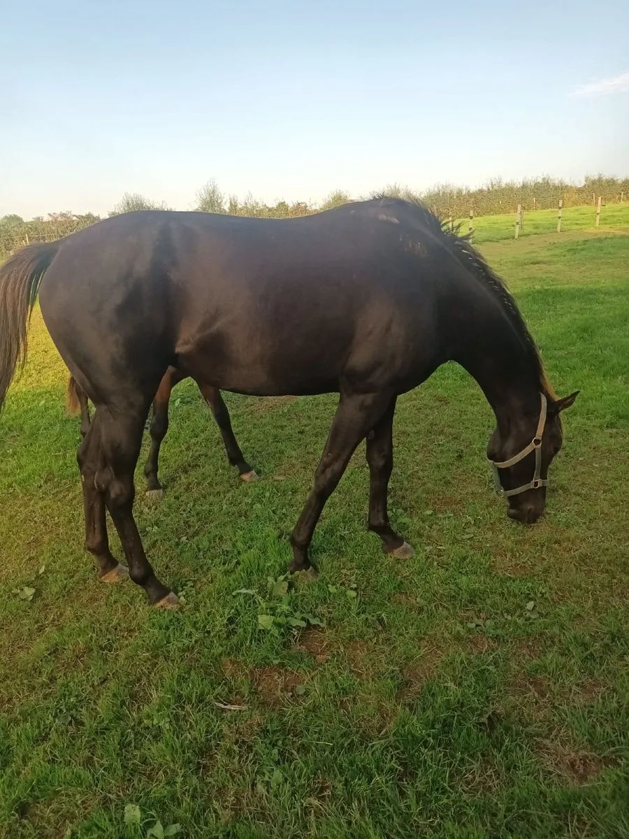 2 TB Mares - Good Bloodlines ** Black Mare Gone** - Image 1