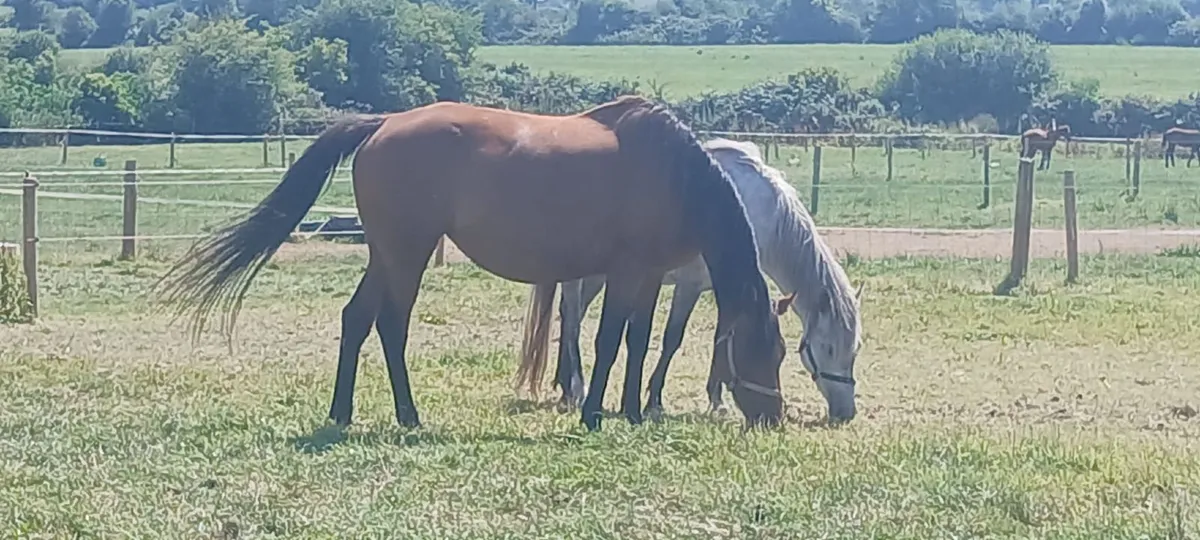 2 TB Mares - Good Bloodlines ** Black Mare Gone** - Image 3