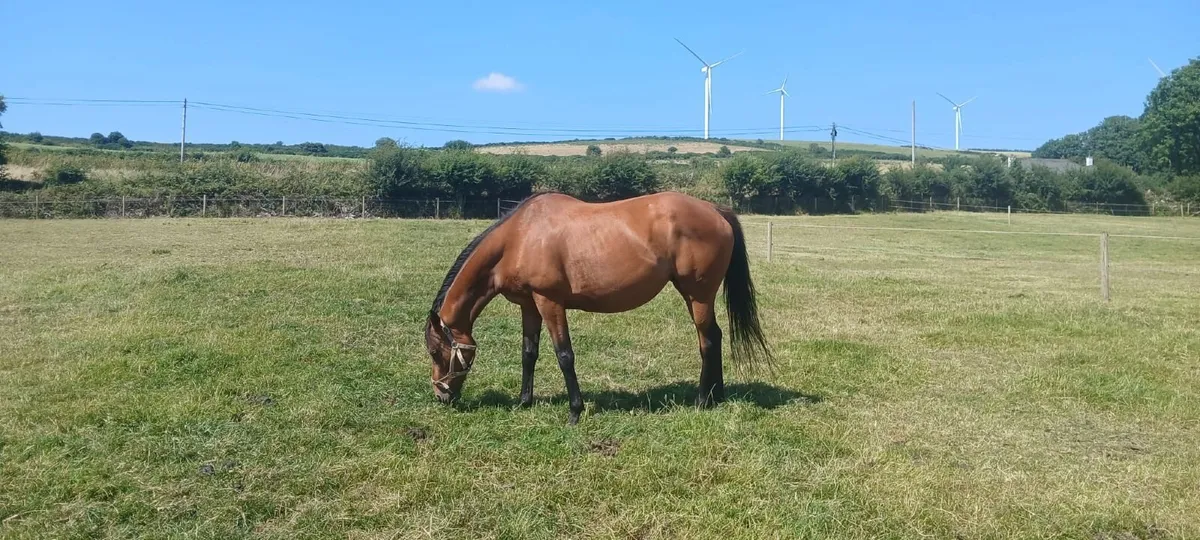 2 TB Mares - Good Bloodlines ** Black Mare Gone** - Image 4