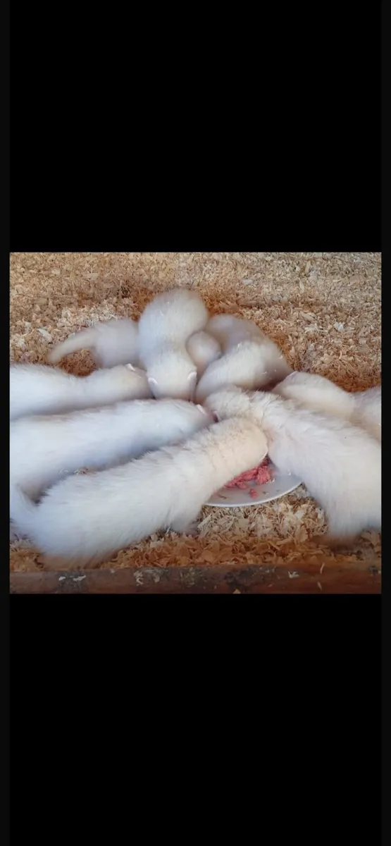 Ferrets - Image 2