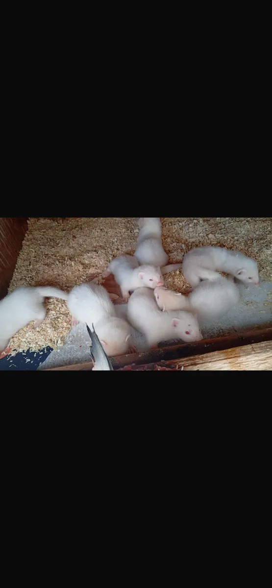 Ferrets - Image 1