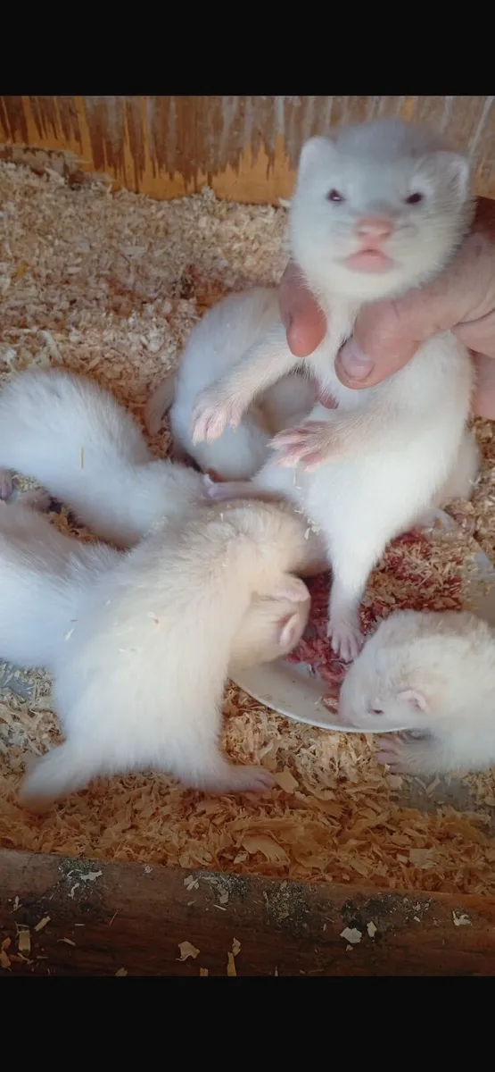Ferrets - Image 3