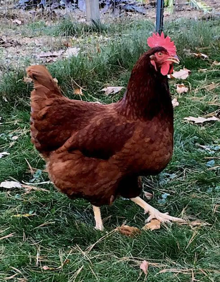 Poultry