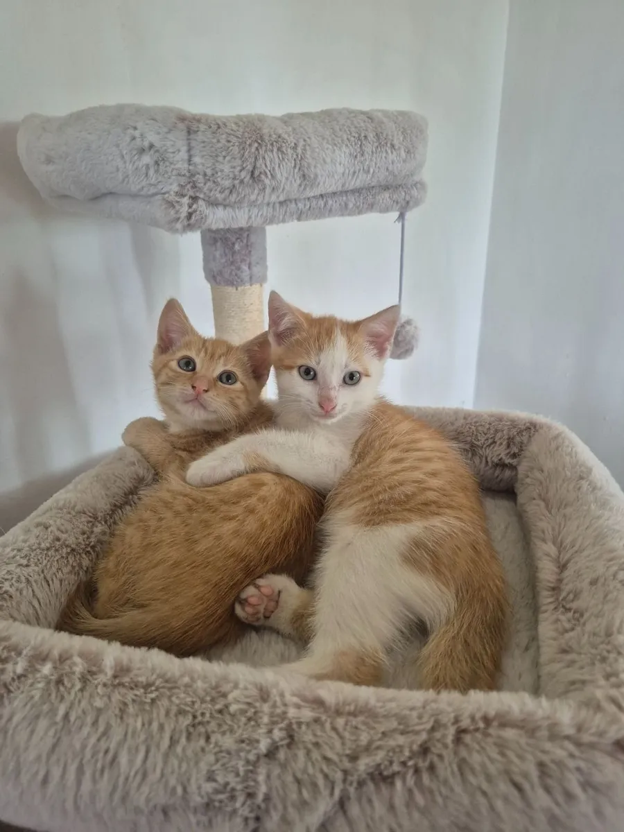 2 ginger kitten for sale - Image 1
