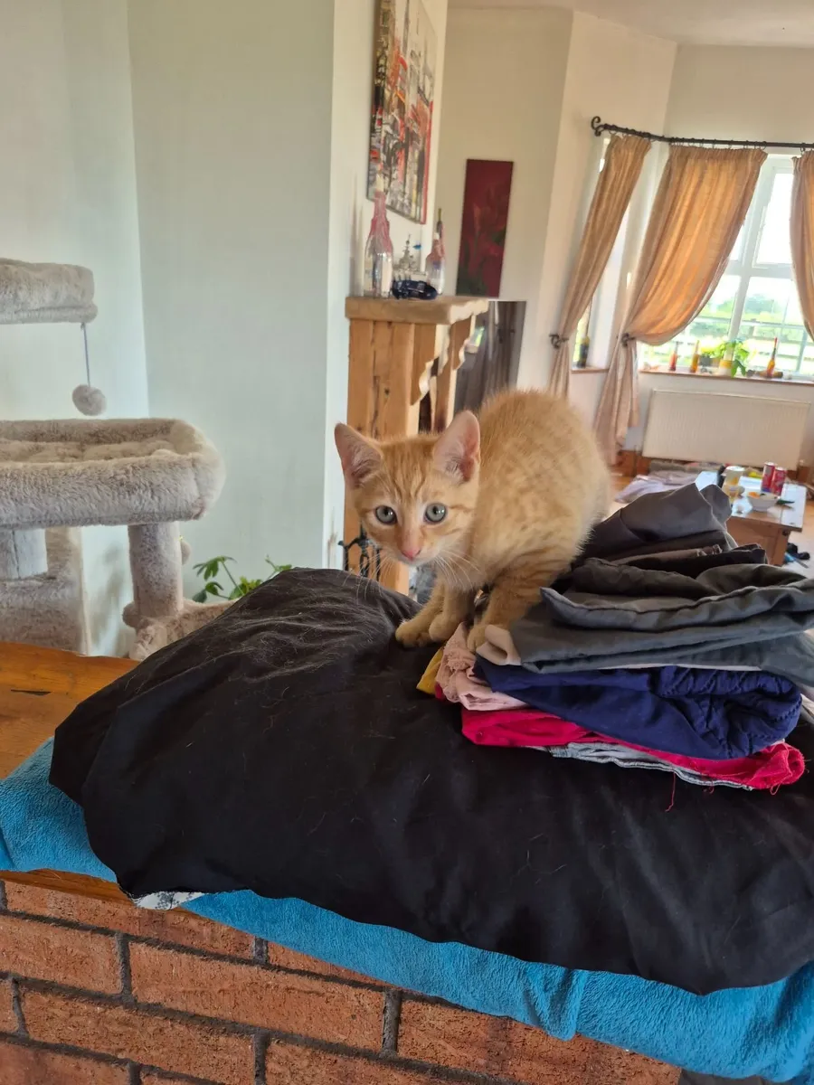 2 ginger kitten for sale - Image 2