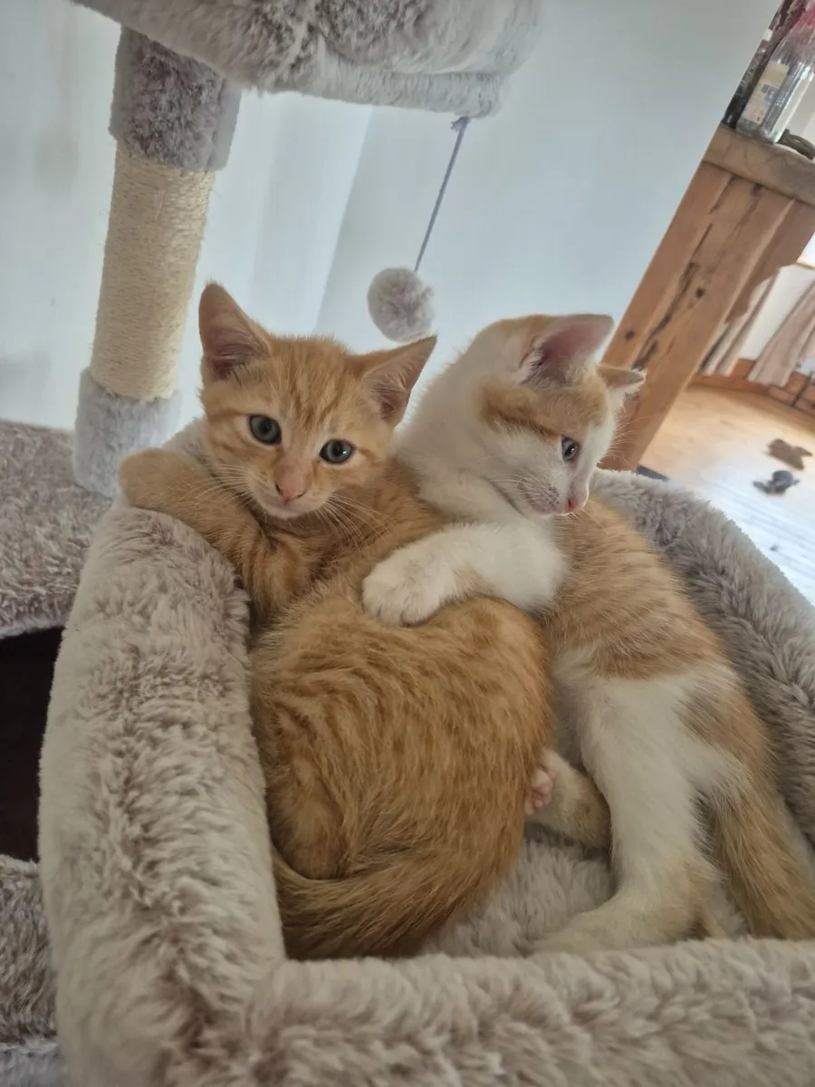 2 ginger kitten for sale - Image 3