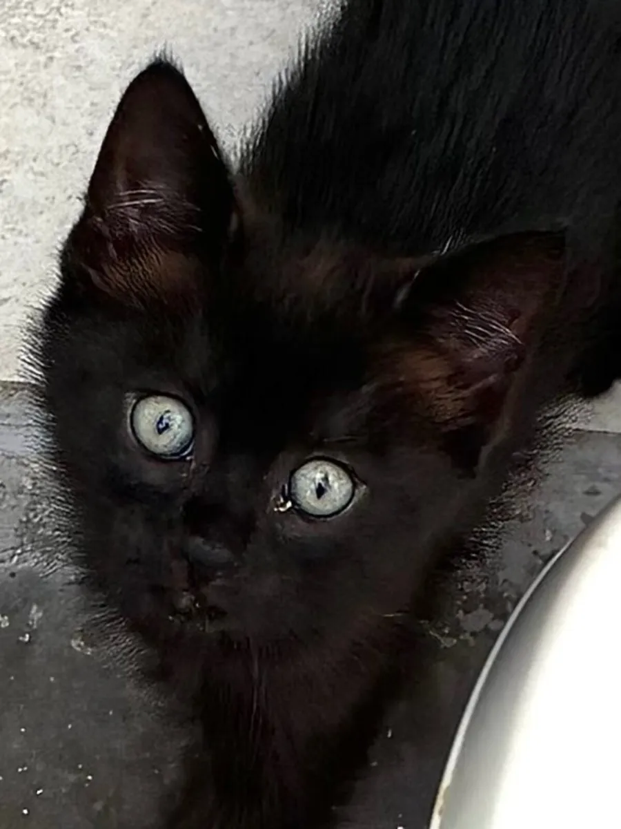 Catstrust adoption and protection. Rescued . - Image 1