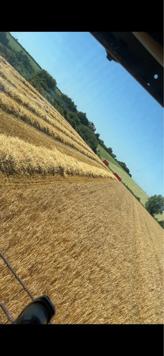 Barley straw - Image 1