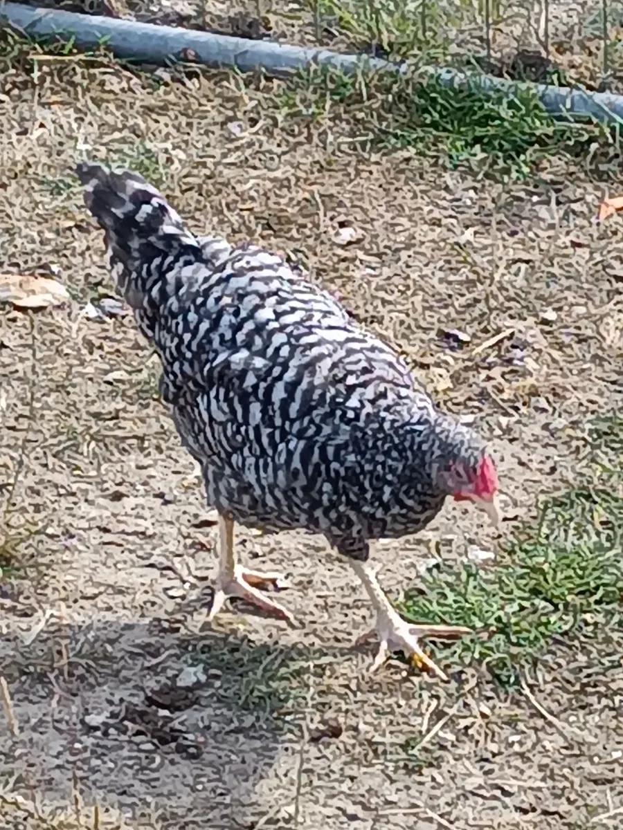 Pheasant poults,, chicken poults . - Image 1