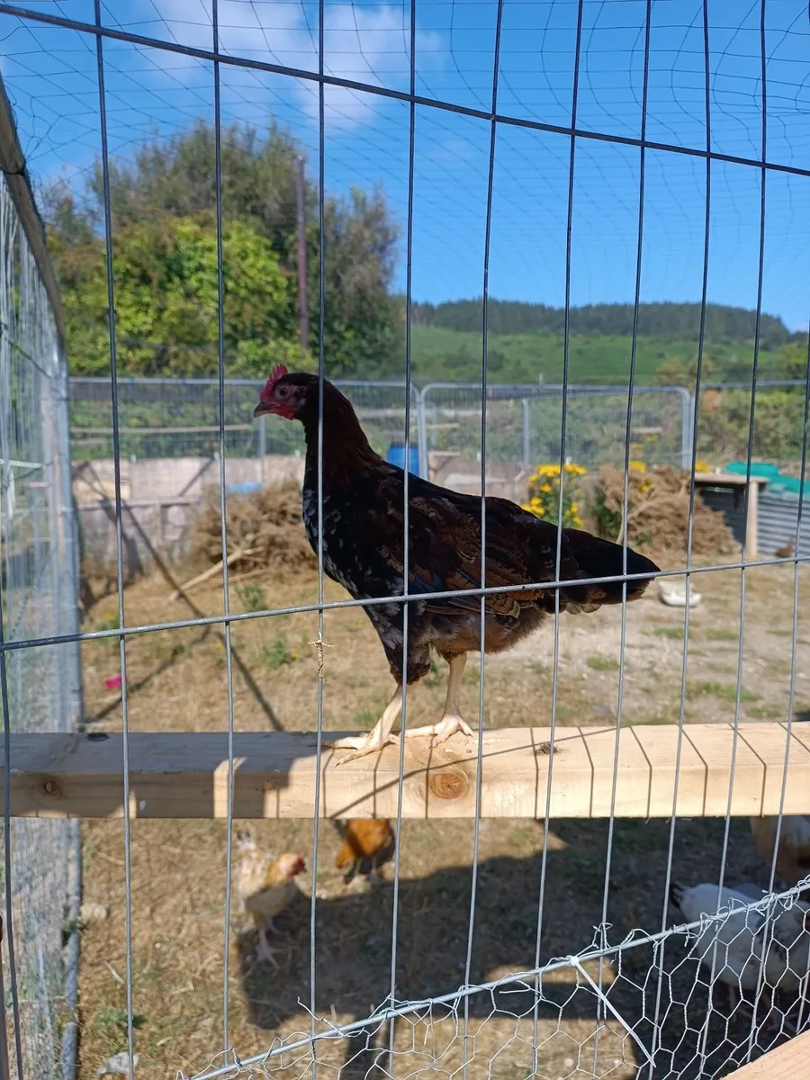 Pheasant poults,, chicken poults . - Image 2