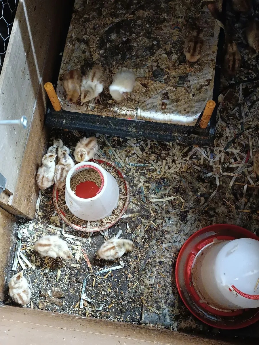 Pheasant poults,, chicken poults . - Image 4