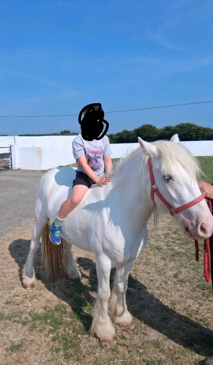 13.2hh Registered Pony - Image 1