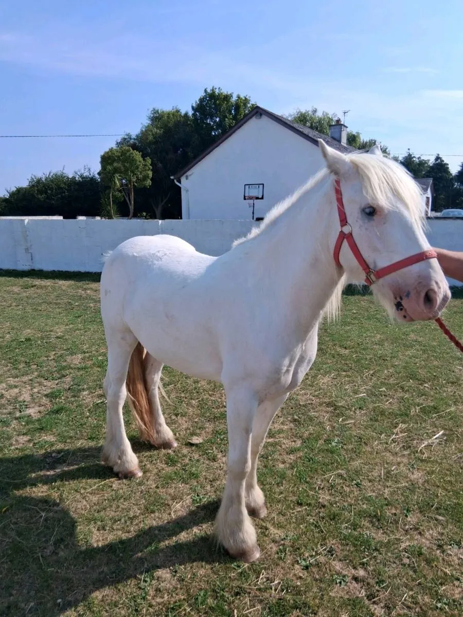 13.2hh Registered Pony - Image 2