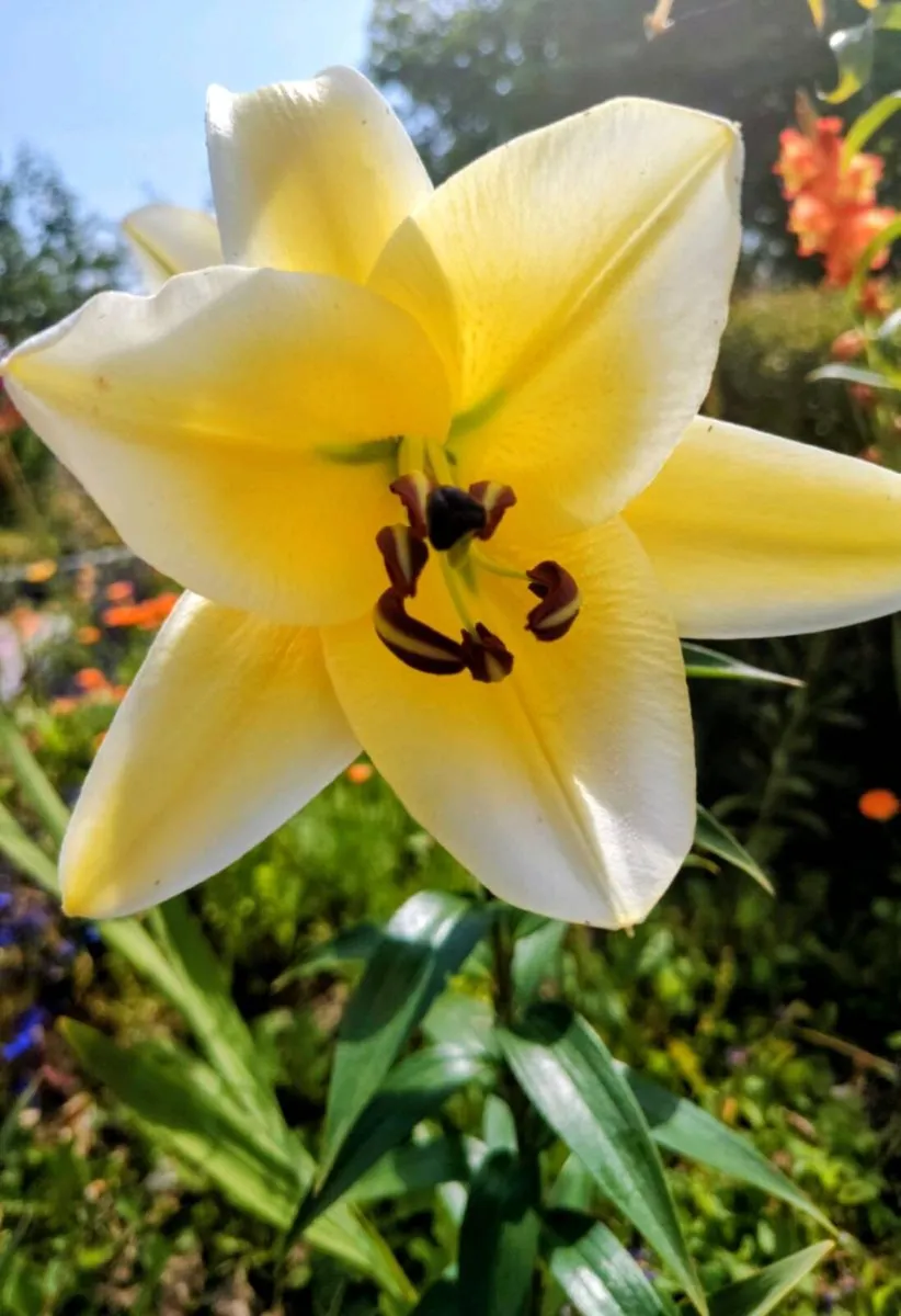 1m+ Oriental Lilies