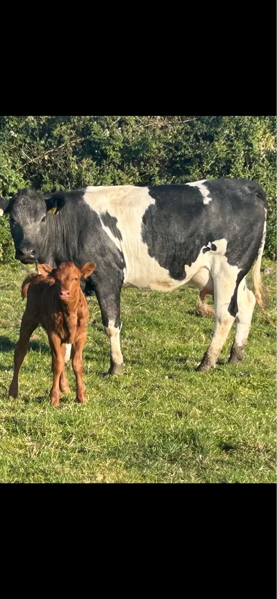 5 star⭐️⭐️⭐️⭐️⭐️ blue heifer and heifer calf - Image 1