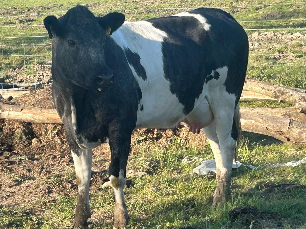 5 star⭐️⭐️⭐️⭐️⭐️ blue heifer and heifer calf - Image 3