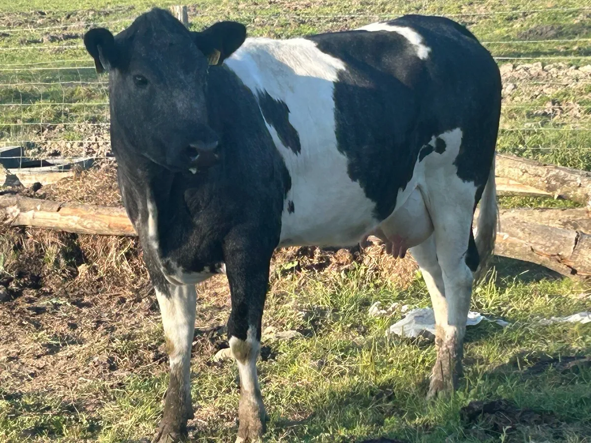 5 star⭐️⭐️⭐️⭐️⭐️ blue heifer and heifer calf - Image 4