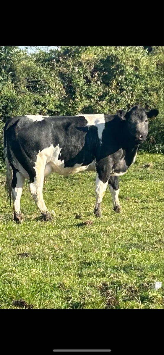 5 star⭐️⭐️⭐️⭐️⭐️ blue heifer and heifer calf - Image 2
