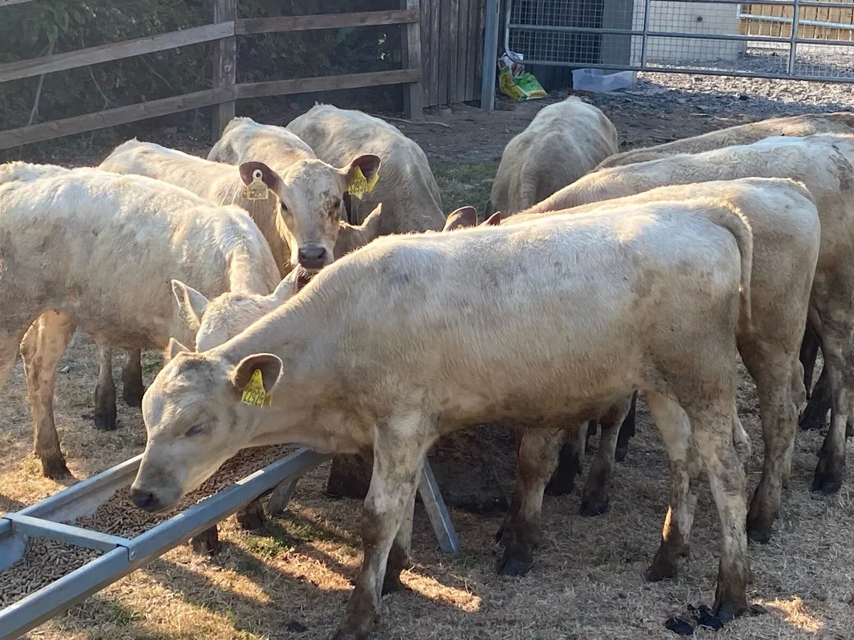 9 Charolais Runners (From One Herd) - Image 3