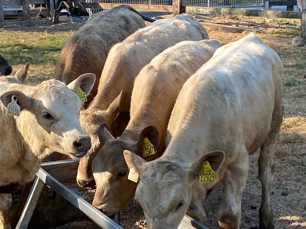 9 Charolais Runners (From One Herd) - Image 4