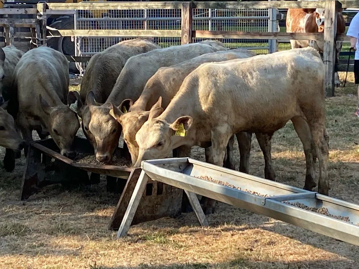 9 Charolais Runners (From One Herd) - Image 2